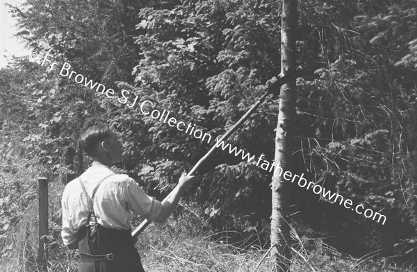 FORESTRY MEN AT WORK